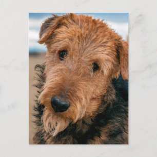 Porträtt av en airedale terrier vykort