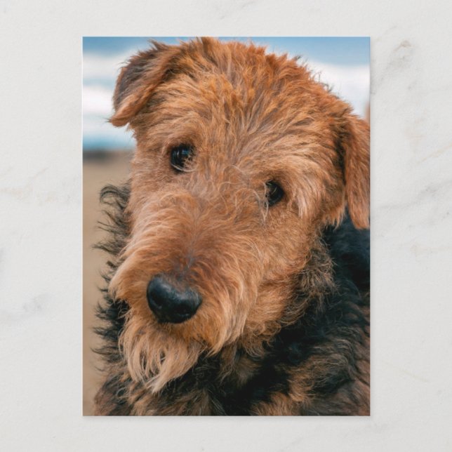 Porträtt av en airedale terrier vykort (Framsida)