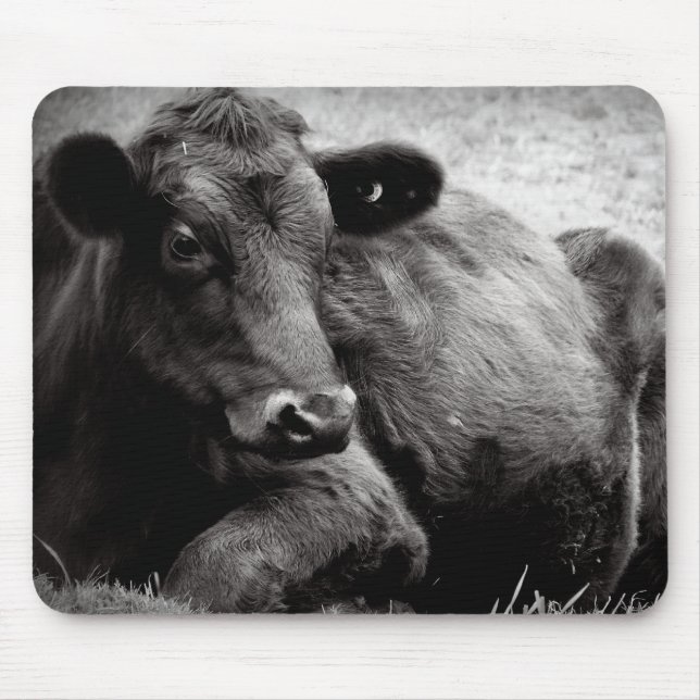 Porträtt av en Angus Musmatta (Framsidan)