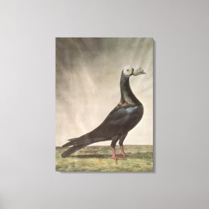 Porträtt av en bärareduva canvastryck