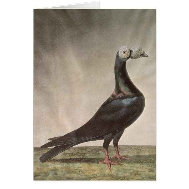 Porträtt av en bärareduva hälsningskort (Framsidan)