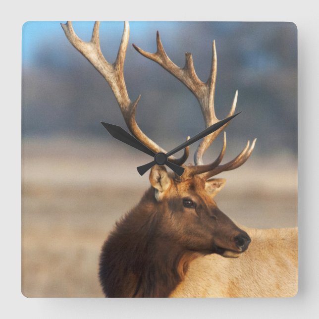 Porträtt av en bedöva tjurälg fyrkantig klocka (Framsida)