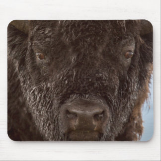 Porträtt av en bison-tjur i regnet musmatta
