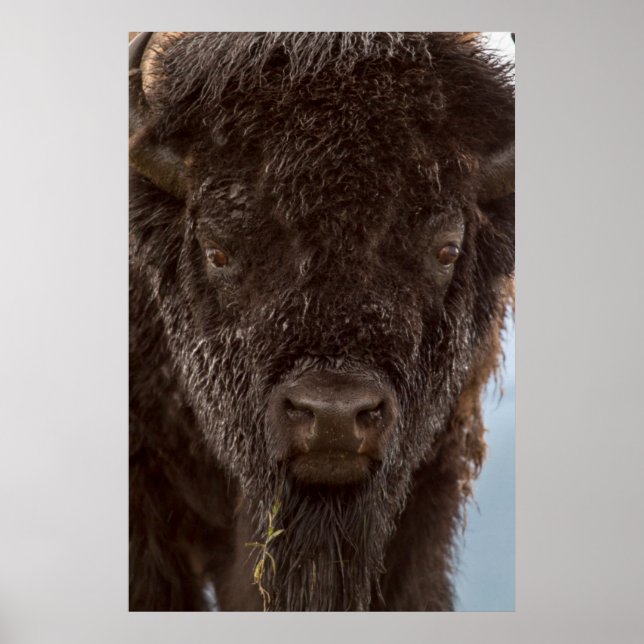 Porträtt av en bison-tjur i regnet poster (Framsidan)