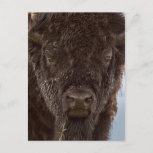 Porträtt av en bison-tjur i regnet vykort