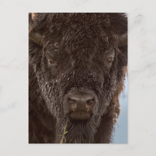 Porträtt av en bison-tjur i regnet vykort (Framsida)