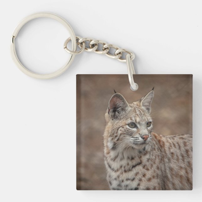 Porträtt av en Bobcat (Framsidan)