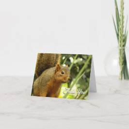 Porträtt av en ekorre Natur Djur Fotografi Tack Kort
