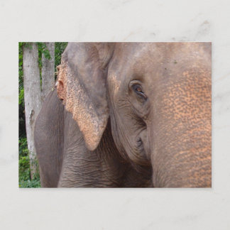 Porträtt av en elefant vykort