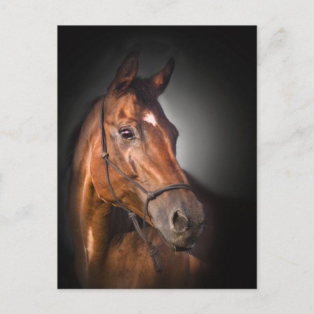 Porträtt av en fjärdthoroughbred vykort (Framsida)