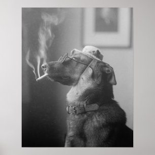 Porträtt av en hund, 1923. Ursprunglig foto Poster