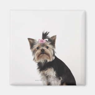 Porträtt av en hund för Yorkshire Terrier Magnet