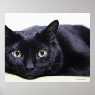 Porträtt av en katt poster