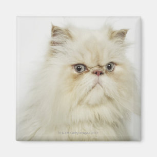 Porträtt av en perserkatt magnet