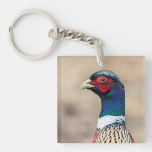 Porträtt av en pheasant