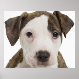 Porträtt av en pitbullvalp poster