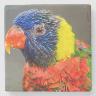 Porträtt av en regnbåge Lorikeet Stenunderlägg