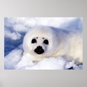Porträtt av en sälunge poster