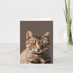 Porträtt av en söt tabbykatt med ögonkontakt kort
