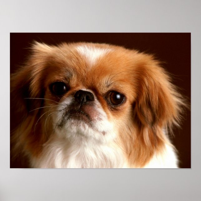 Porträtt av en spaniel hund poster (Framsidan)