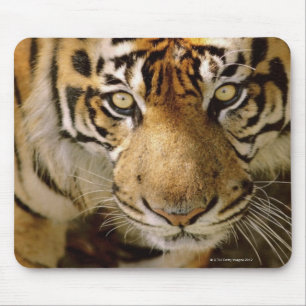 Porträtt av en tiger musmatta