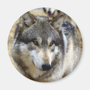 Porträtt av en varg magnet