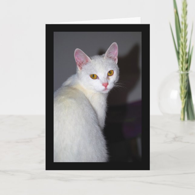 Porträtt av en vit katt kort (Framsida)