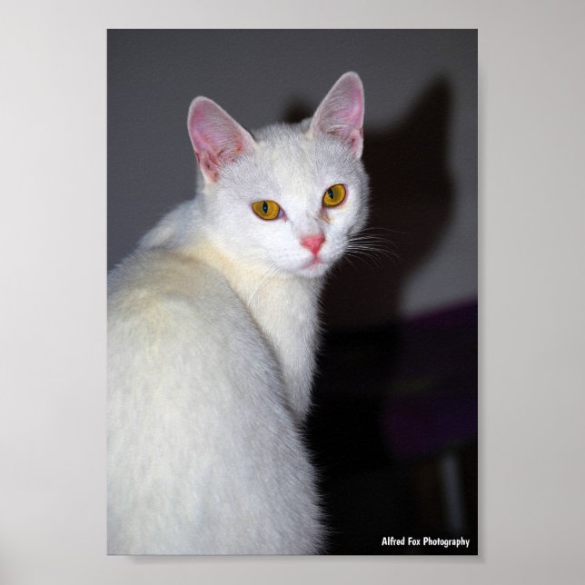Porträtt av en vit katt poster (Framsidan)