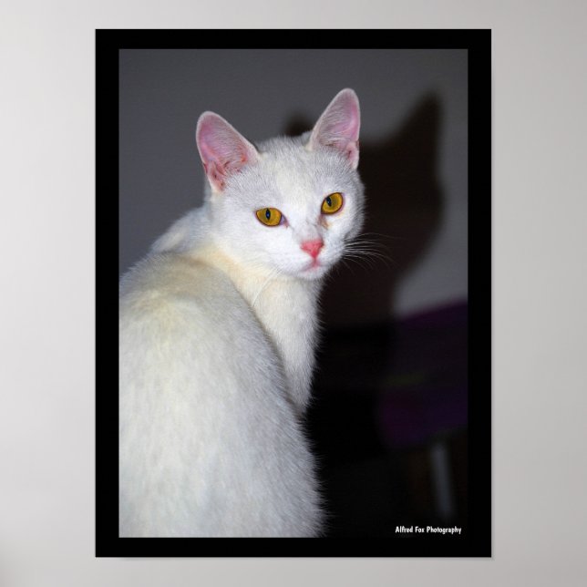 Porträtt av en vit katt poster (Framsidan)