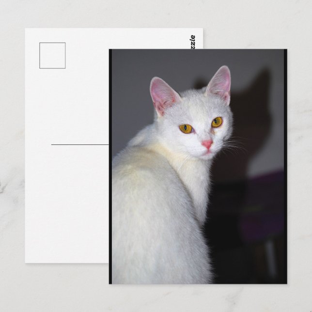 Porträtt av en vit katt vykort (Fram/baksida)