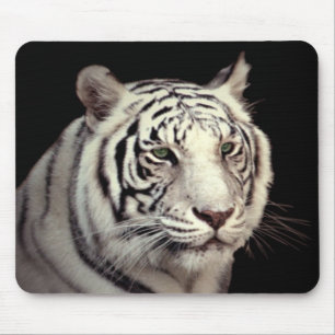 Porträtt av en vitBengal tiger Musmatta