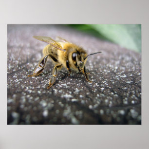 Porträtt av ett honungbi poster