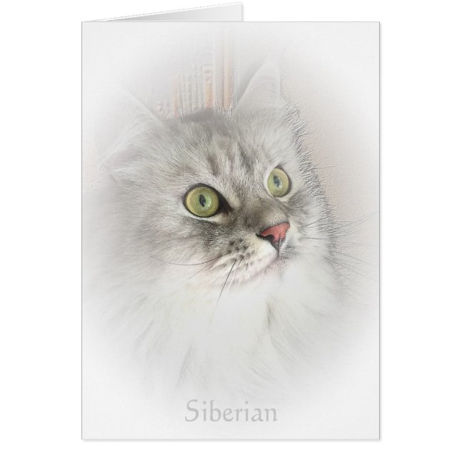 Porträtt av ett Siberian kort (Framsidan)