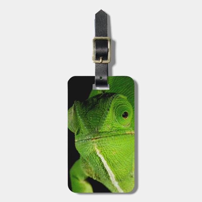 Porträtt av flap-necked kameleont bagagebricka (Vertikal Framsida)