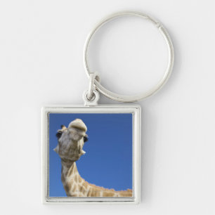 Porträtt av giraffet (giraffaen Camelopardalis) Fyrkantig Silverfärgad Nyckelring
