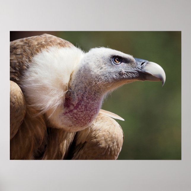 Porträtt av griffonvulture poster (Framsidan)