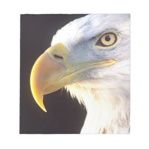 Porträtt av havsörn, Haliaeetus leucocephalus, Anteckningsblock