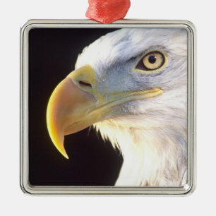 Porträtt av havsörn, Haliaeetus leucocephalus, Julgransprydnad Metall