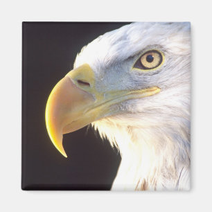 Porträtt av havsörn, Haliaeetus leucocephalus, Magnet