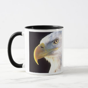 Porträtt av havsörn, Haliaeetus leucocephalus, Mugg