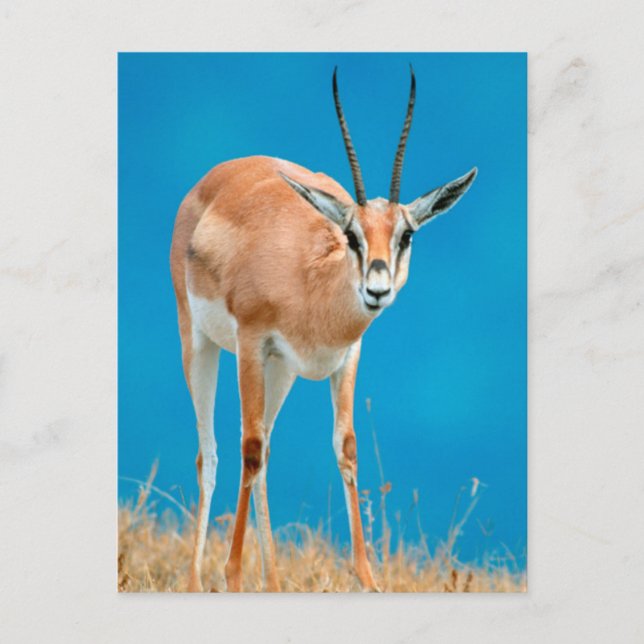 Porträtt av hona av Grantgasell (Gazella granti) Vykort (Framsida)