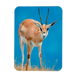 Porträtt av hona av Grants gasell (Gazella granti) Magnet