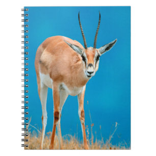 Porträtt av hona Grantgasell (Gazella Granti) Anteckningsbok Med Spiral