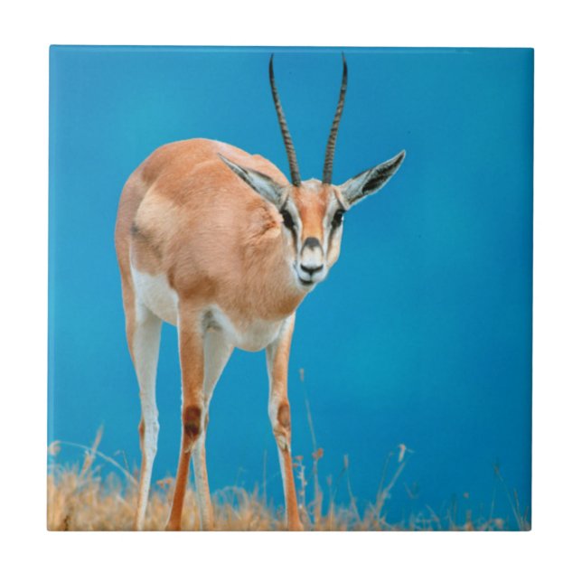 Porträtt av hona Grantgasell (Gazella Granti) Kakelplatta (Framsidan)