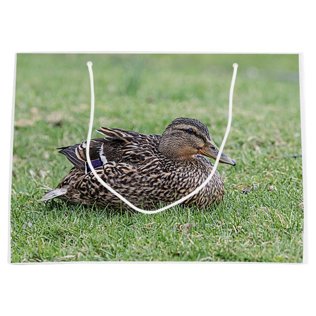 Porträtt av hongräsänder (Framsidan)