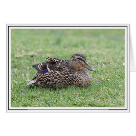 Porträtt av hongräsänder hälsningskort