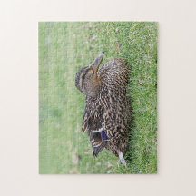 Porträtt av hongräsänder