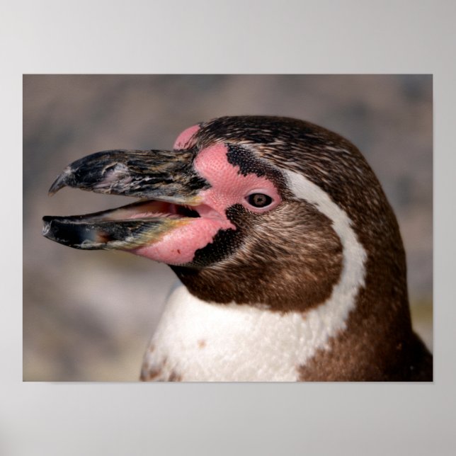 Porträtt av Humboldt penguin Poster (Framsidan)