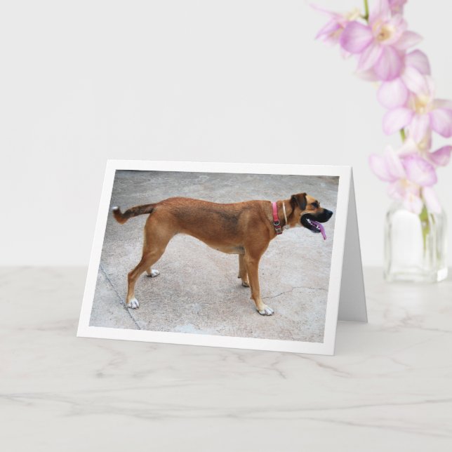 Porträtt av hund kort (Orkide)