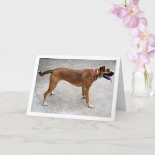 Porträtt av hund kort
